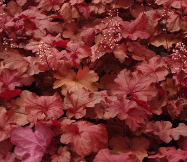 Heuchera x villosa Fire Alarm
