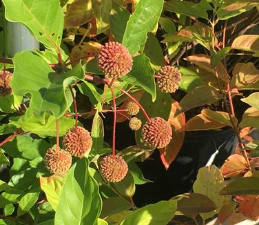 Cephalanthus occidentalis