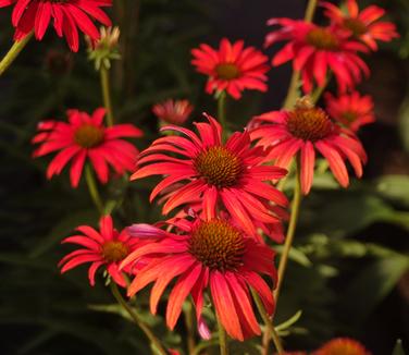 Echinacea x Tomato Soup