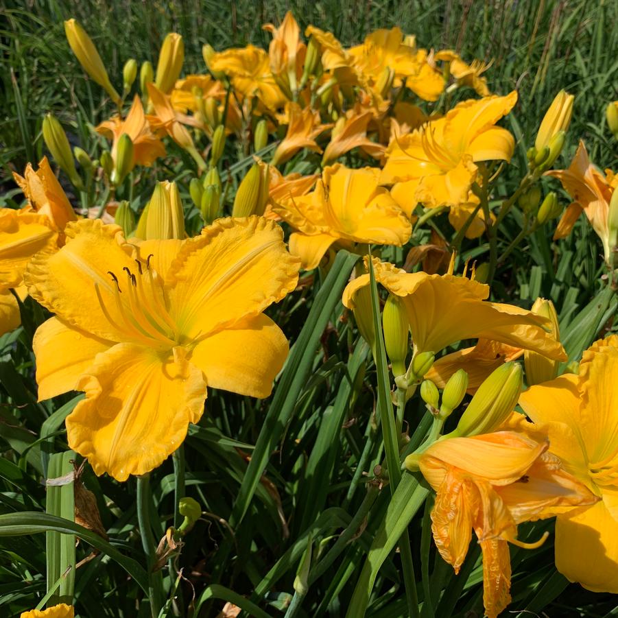 Hemerocallis 'Jen Melon' - Daylily from Pleasant Run Nursery