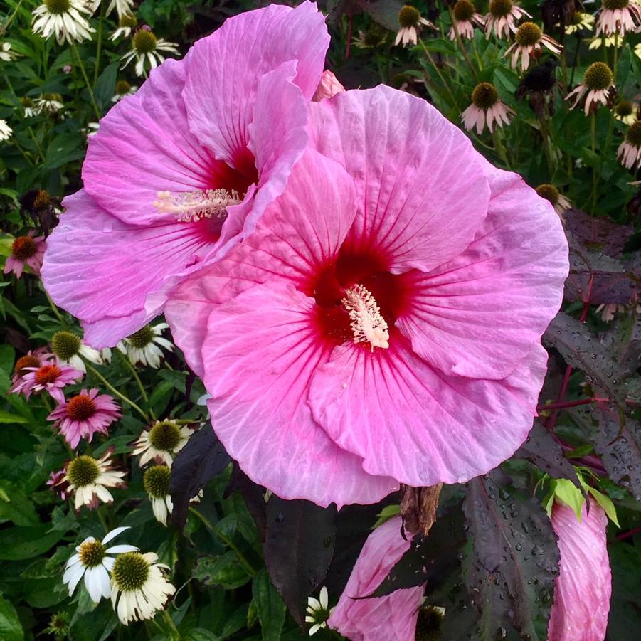 Hibiscus x Summerific® 'Perfect Storm' - Rose Mallow from Pleasant Run Nursery