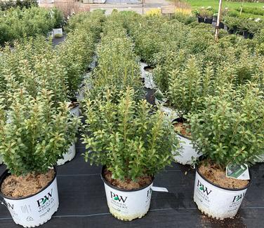 Ilex glabra Strongbox - Inkberry Holly from Pleasant Run Nursery