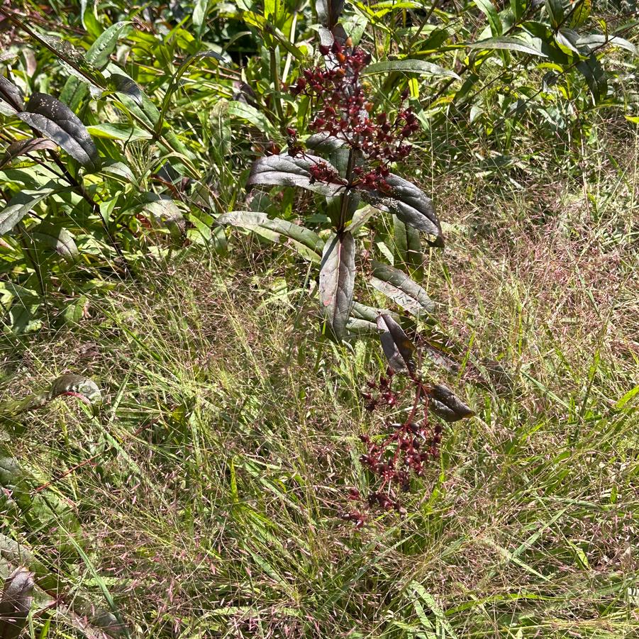 Eragrostis spectabilis - Purple Lovegrass from Pleasant Run Nursery