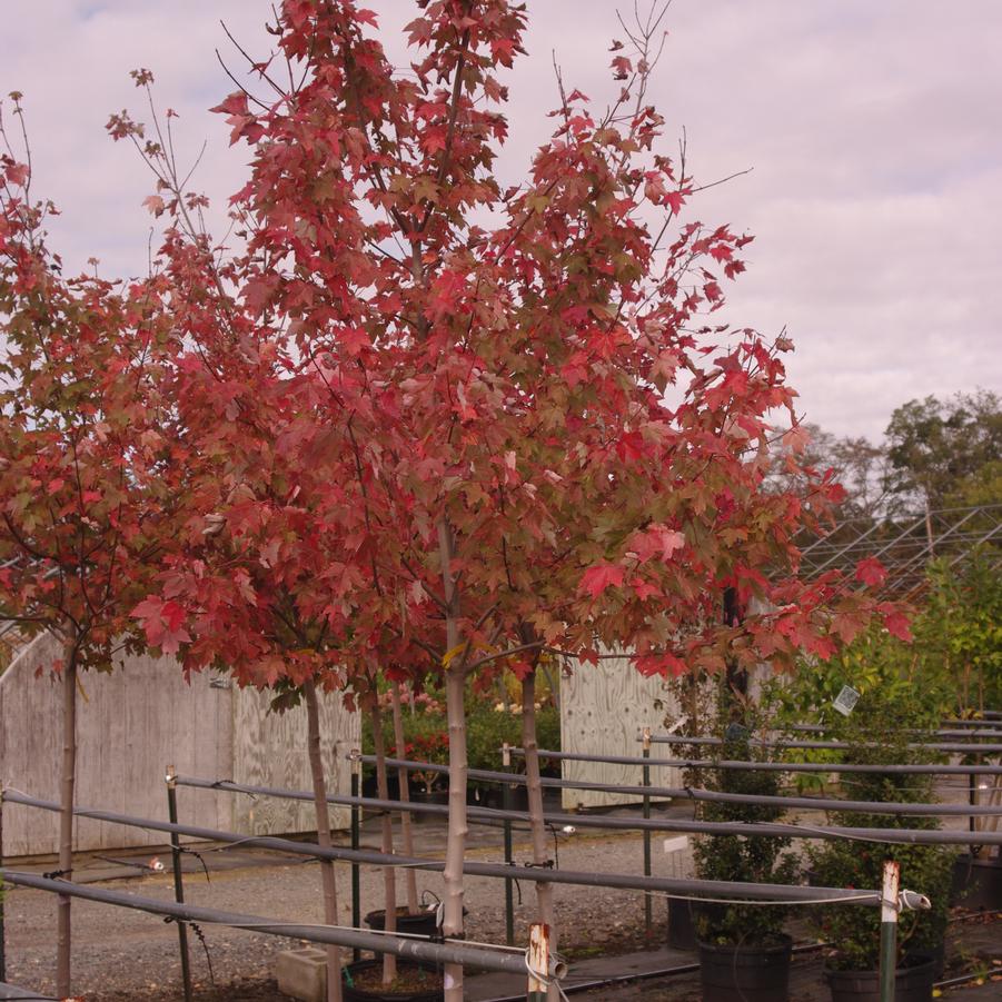 Acer rubrum Redpointe® - Red Maple from Pleasant Run Nursery