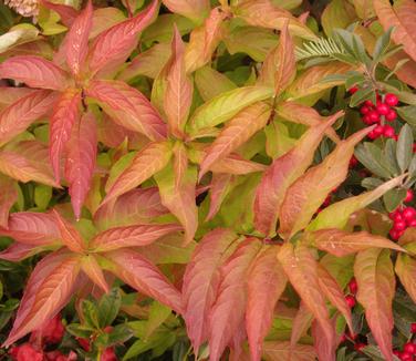 Diervilla x splendens Kodiak' Orange' - Bush-honeysuckle from Pleasant Run Nursery