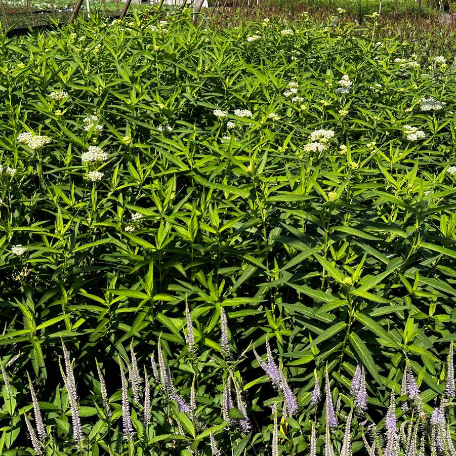 Asclepias incarnata 'Ice Ballet' - Swamp Milkweed from Pleasant Run Nursery