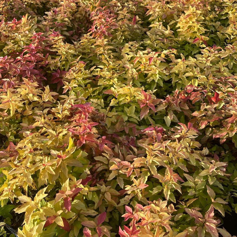 Spiraea japonica Double Play® Candy Corn® (fall color)