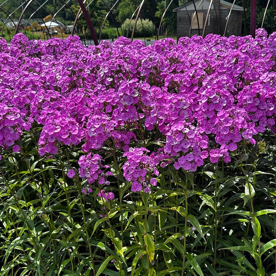 Phlox x 'Fashionably Early Flamingo' - Hybrid Phlox from Pleasant Run Nursery
