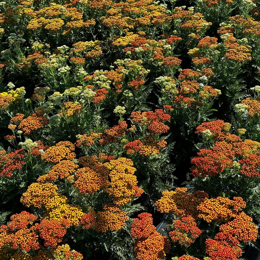 Achillea millefolium 'Sassy Summer Sunset' - Yarrow from Pleasant Run Nursery