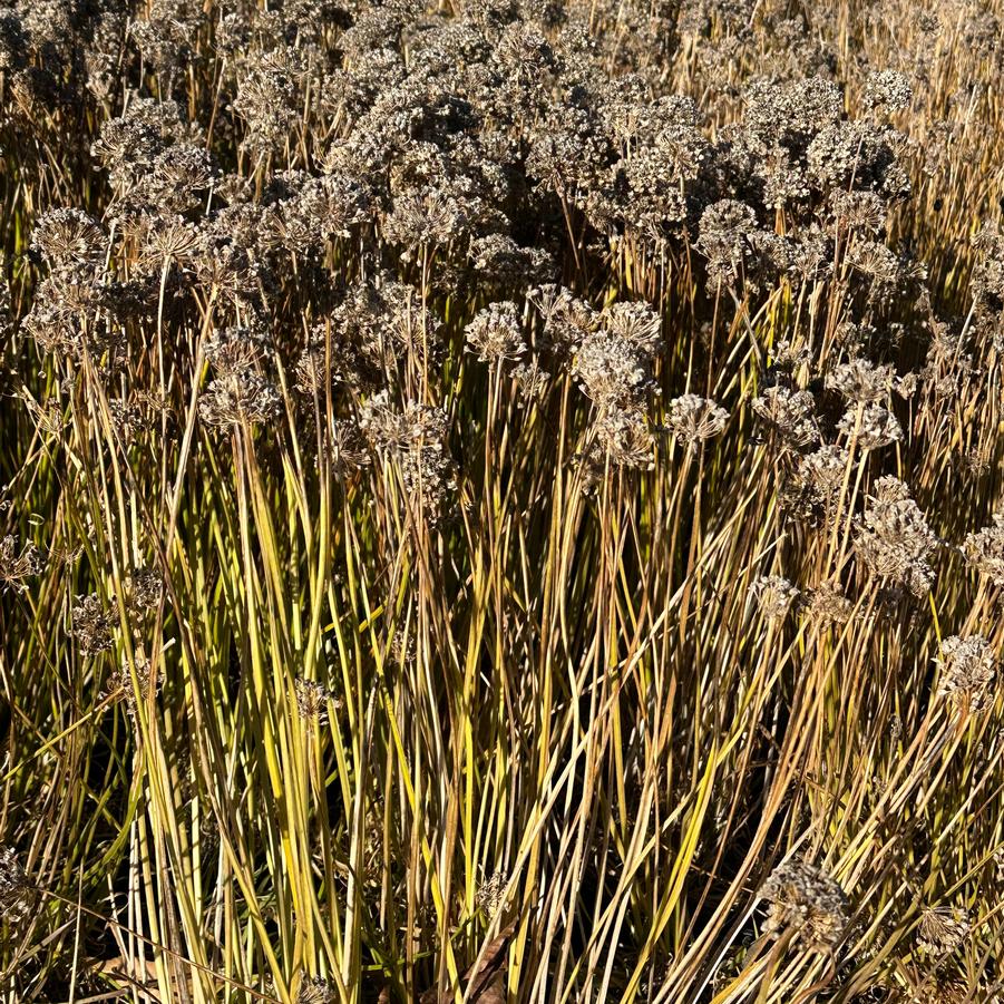 Allium 'Medusa' - Ornamental Onion (November Seedheads)