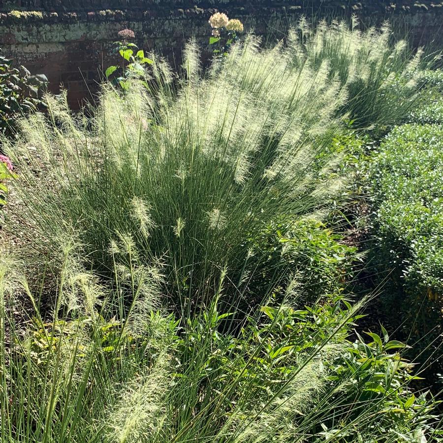 Muhlenbergia capillaris 'White Cloud' - White Muhly Grass from Pleasant Run Nursery @ Mt Cuba