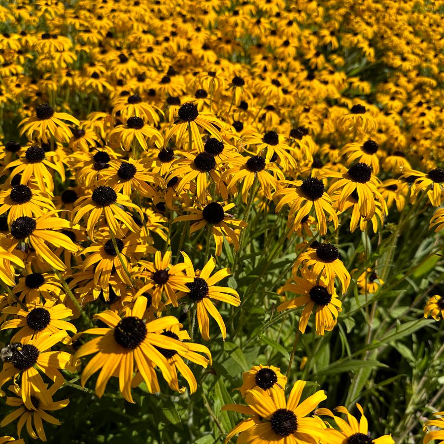 Rudbeckia x 'American Gold Rush' - Black-Eyed Susan from Pleasant Run Nursery