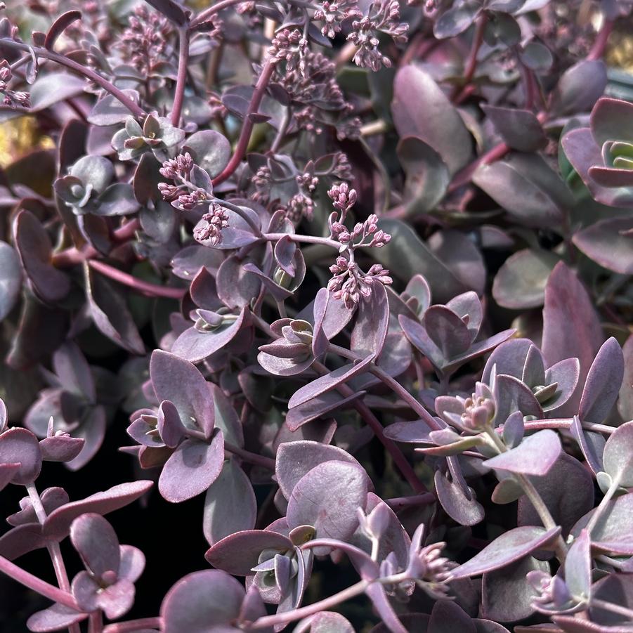 Sedum x 'Sunsparkler® 'Cherry Tart'' - Stonecrop from Pleasant Run Nursery