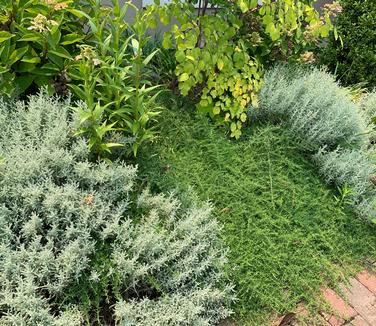 Aster ericoides Snow Flurry - center