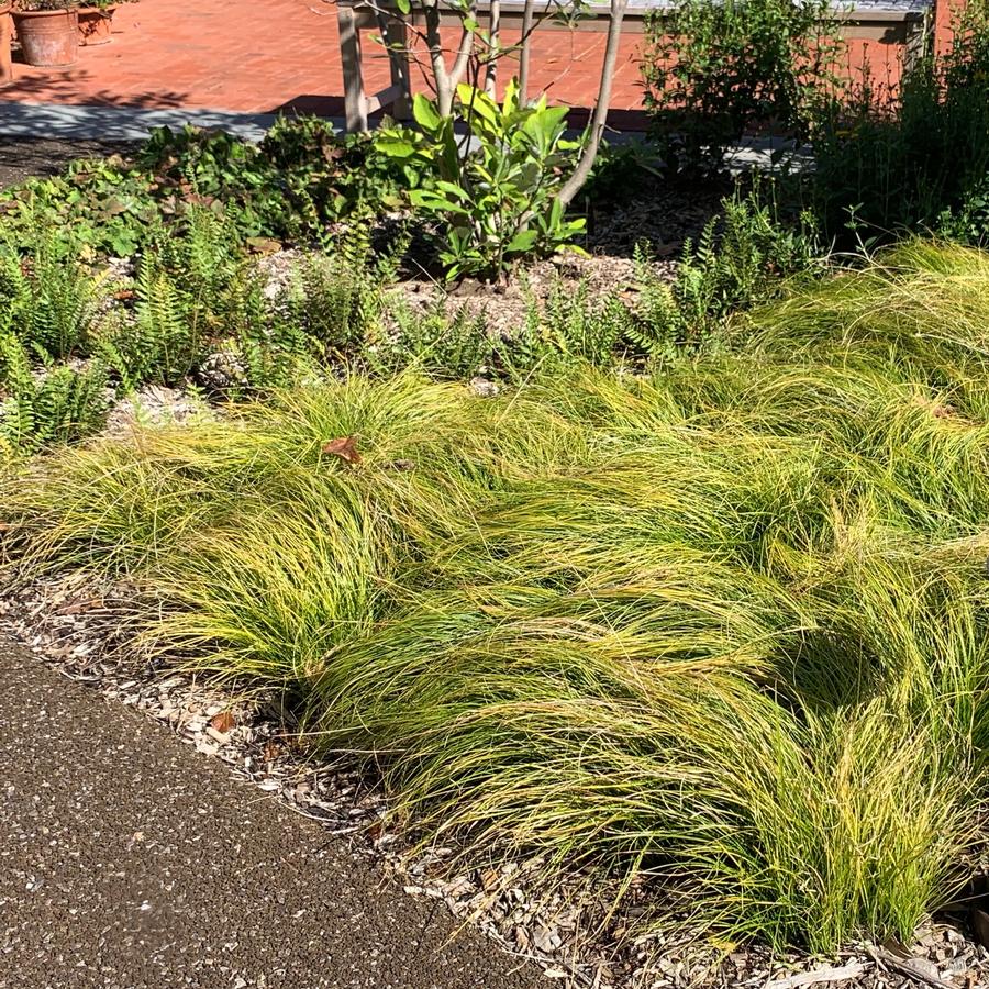 Carex socialis - Low Woodland Sedge from Pleasant Run Nursery (@ Mt Cuba)