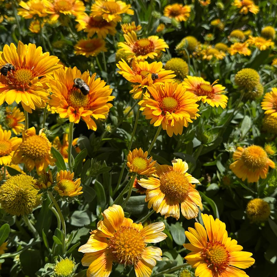 Gaillardia aristata 'Arizona Apricot' - Blanket Flower from Pleasant Run Nursery