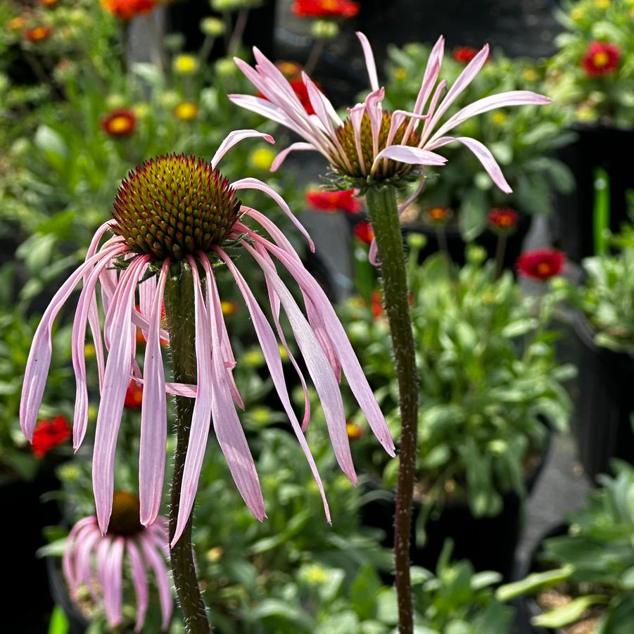 Echinacea simulata - Glade Coneflower from Pleasant Run Nursery