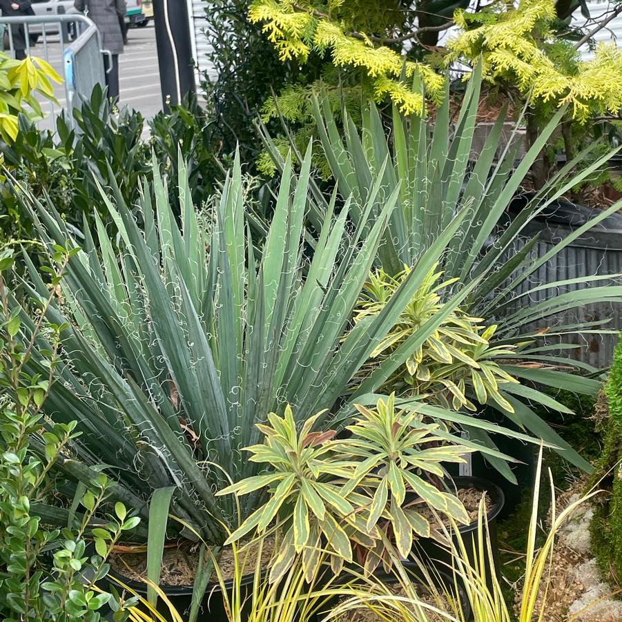 Yucca filamentosa 'Excalibur' - Adam's Needle (Photo: Lisa Fernandez)