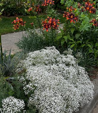 Gypsophila paniculata Summer Sparkles� - Baby's Breath from Pleasant Run Nursery