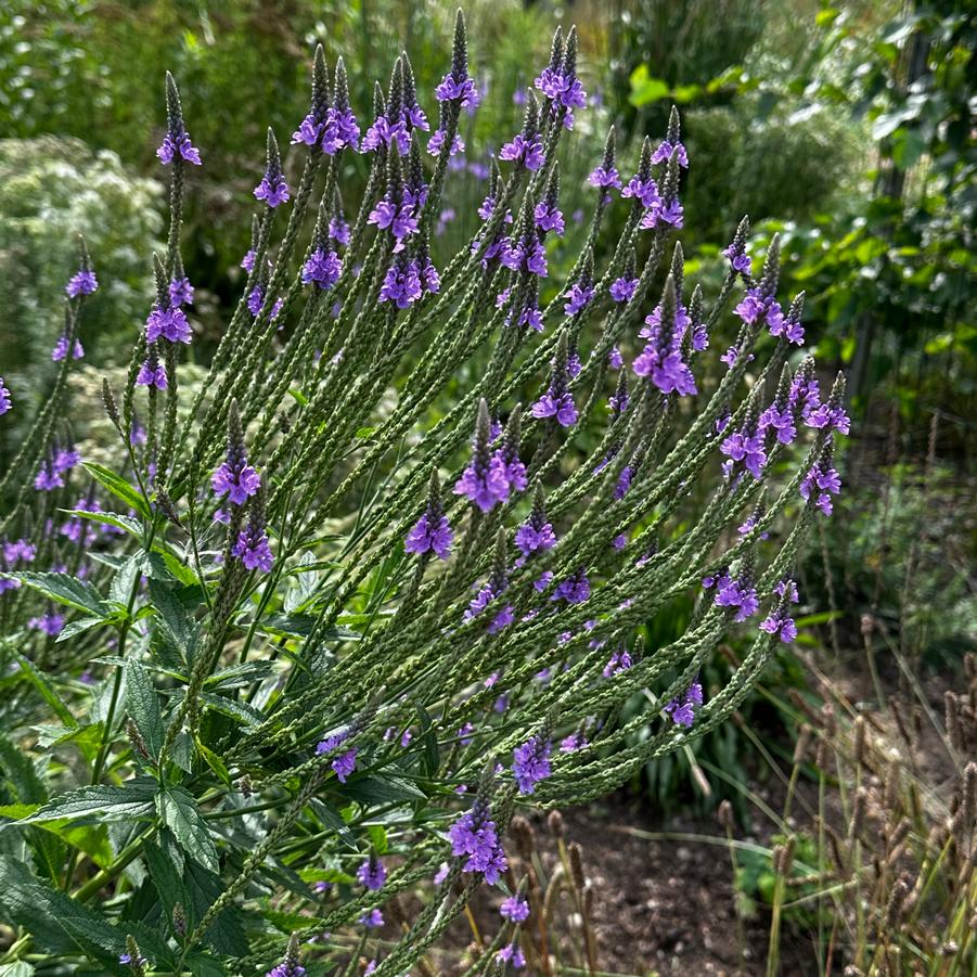 Verbena hastata - Blue Vervain from Pleasant Run Nursery