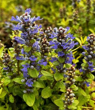 Ajuga reptans Feathered Friends™ 'Cordial Canary' - Bugleweed from Pleasant Run Nursery