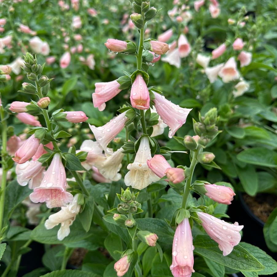 Digitalis purpurea 'Dalmatian Peach' - Foxglove from Pleasant Run Nursery