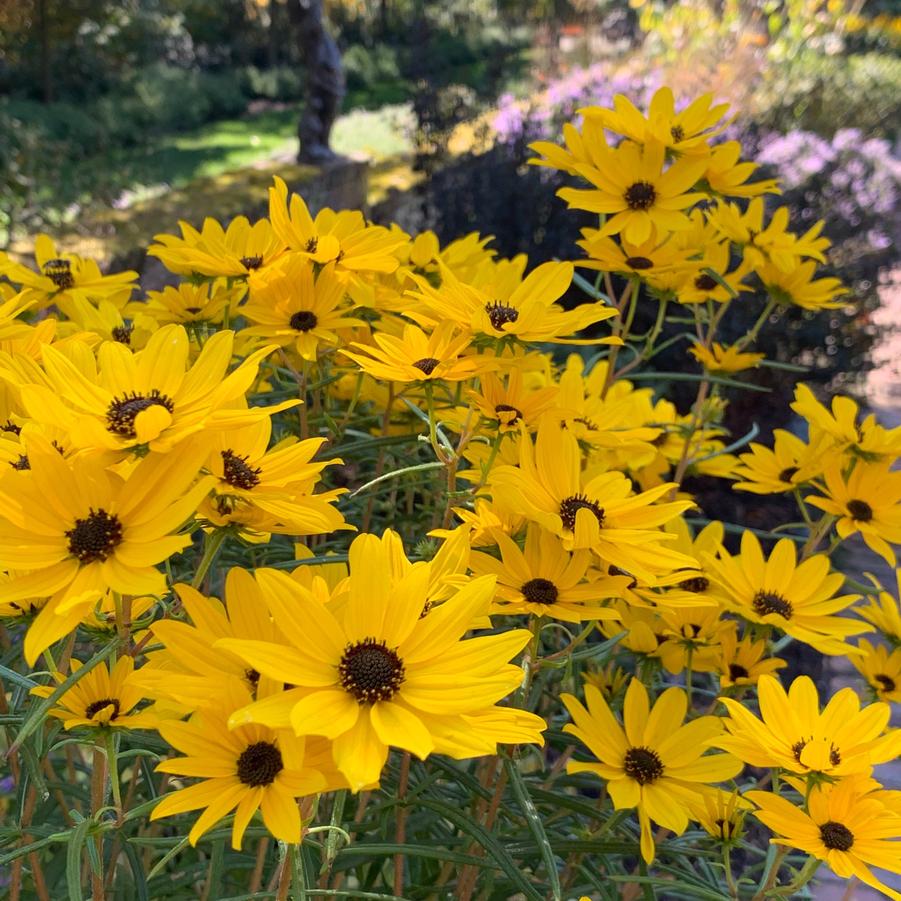 Helianthus salicifolius 'Autumn Gold' - Willow-leaved Sunflower from Pleasant Run Nursery