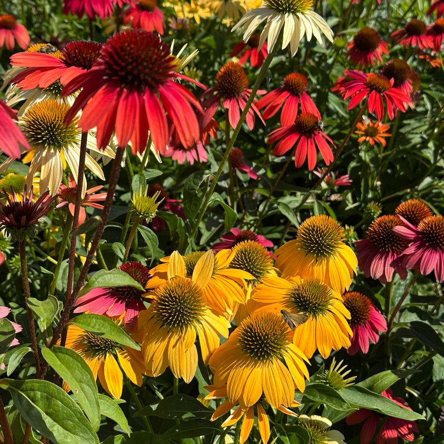 Echinacea purpurea 'Cheyenne Spirit' - Coneflower from Pleasant Run Nursery