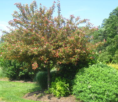 Nyssa sylvatica Wildfire