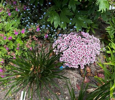 Dianthus hybrida Mountain Frost™ 'Ruby Snow' - Cheddar Pinks from Pleasant Run Nursery