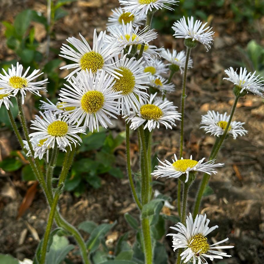 Erigeron pulchellus var. pulchellus 'Lynnhaven Carpet' - Robin's Platain from Pleasant Run Nursery