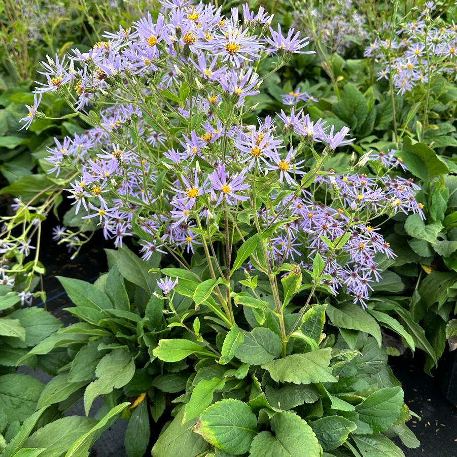 Aster macrophyllus 'Twilight' - Big Leaf Aster from Pleasant Run Nursery
