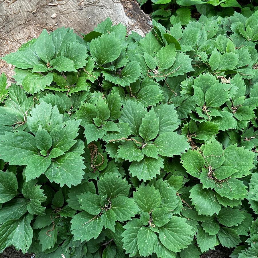 Pachysandra procumbens - Allegheny Spurge from Pleasant Run Nursery