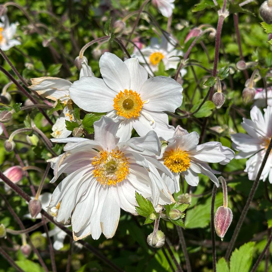 Anemone x 'Dainty Swan' - Wildflower from Pleasant Run Nursery
