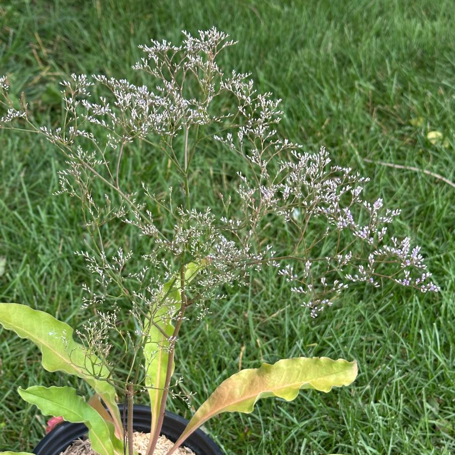 Limonium latifolium - Sea Lavender from Pleasant Run Nursery
