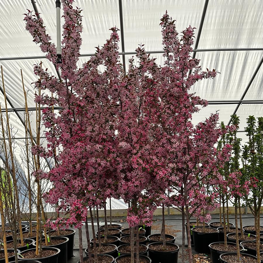 Malus x Royal Raindrops® - Crabapple from Pleasant Run Nursery