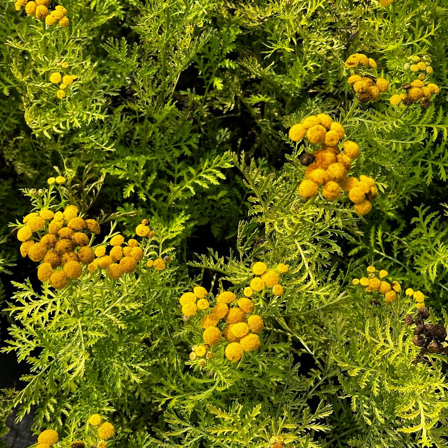 Tanacetum vulgare 'Isla Gold' - Painted Daisy from Pleasant Run Nursery