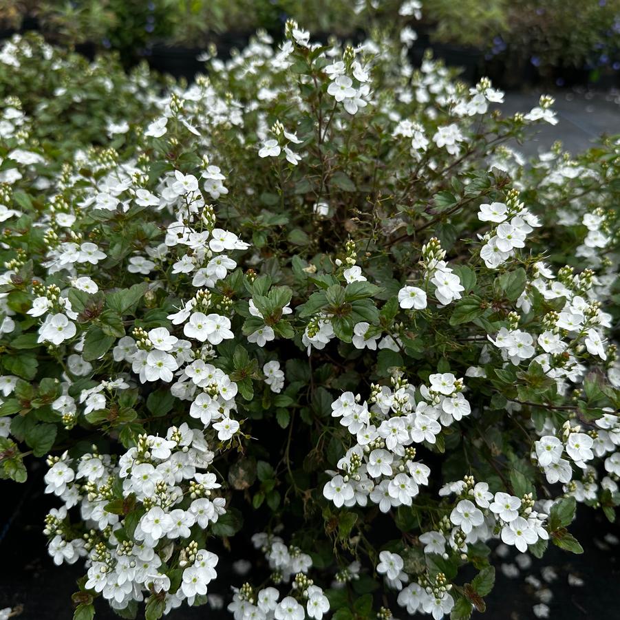 Veronica peduncularis 'Whitewater' - Speedwell from Pleasant Run Nursery