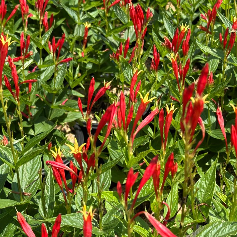 Spigelia marilandica 'Ragin Cajun' - Indian Pink from Pleasant Run Nursery