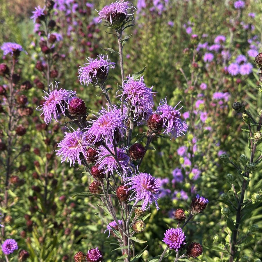 Liatris scariosa - Savanna Blazing Star from Pleasant Run Nursery