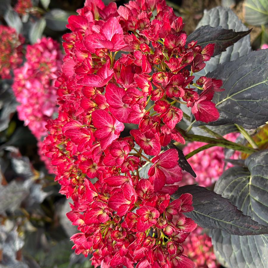 Hydrangea macrophylla Eclipse® - Bigleaf Hydrangea from Pleasant Run Nursery