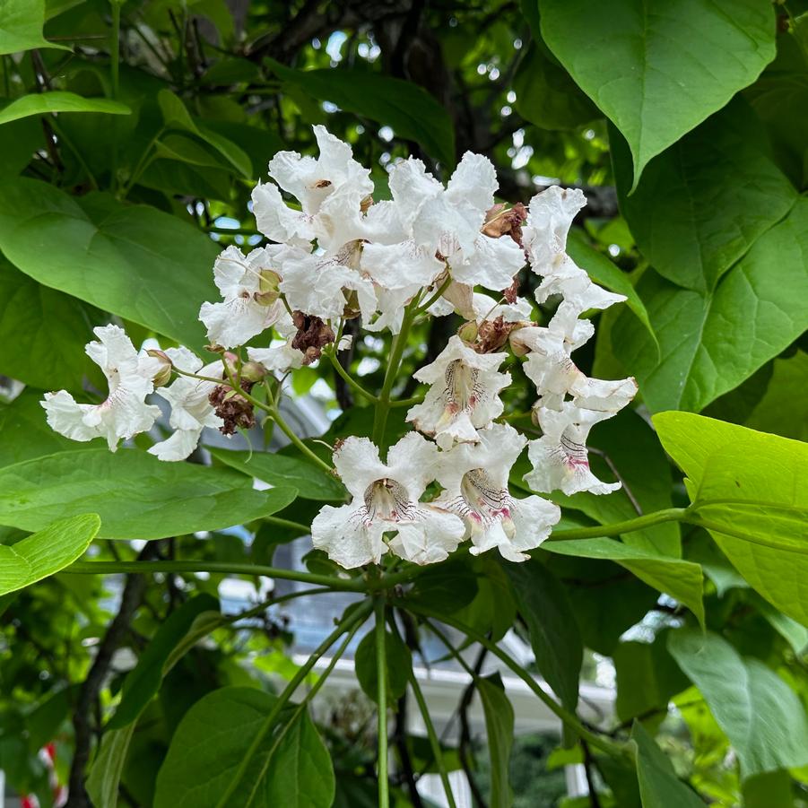 Catalpa speciosa - Catalpa from Pleasant Run Nursery