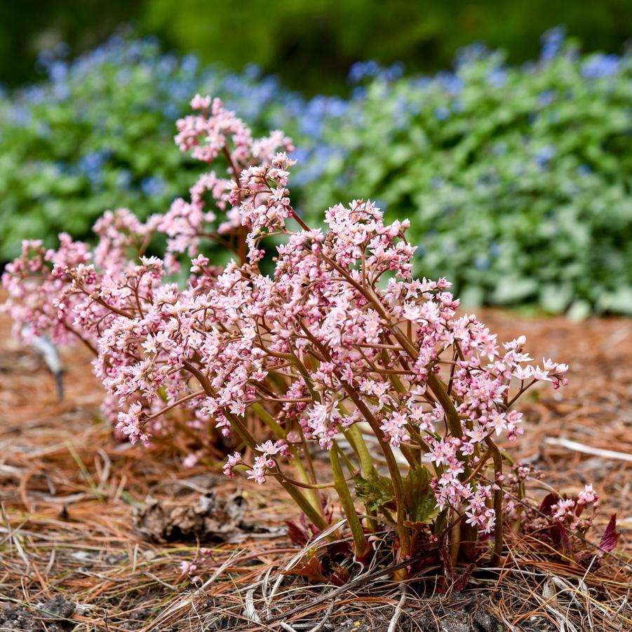 x Oredenia 'Fusion of Fire' - Oredenia (Photo courtesy of Walters Gardens, Inc.)