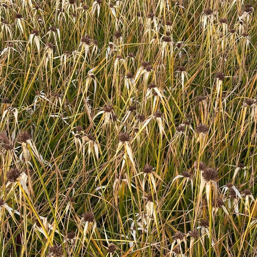 Rhynchospora colorata - Starrush Whitetop Sedge from Pleasant Run Nursery