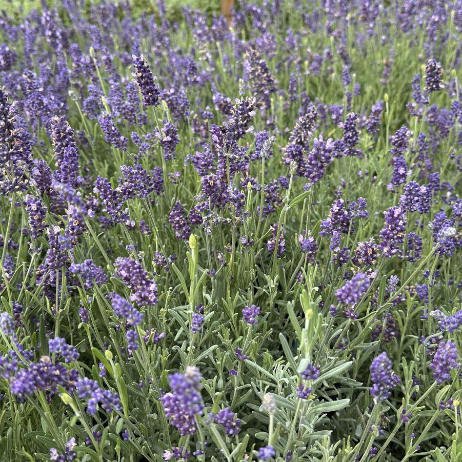 Lavandula angustifolia 'Essence Purple' - English Lavender from Pleasant Run Nursery