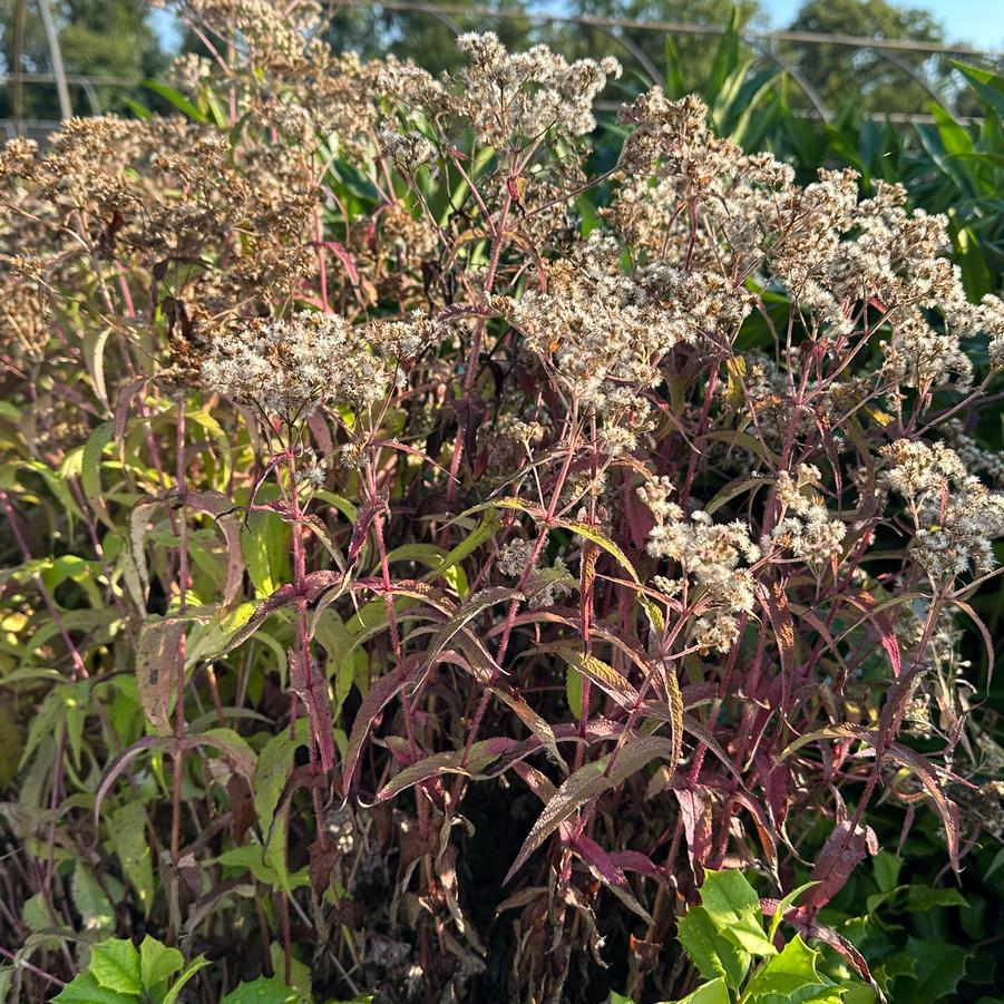 Eupatorium perfoliatum - American Boneset (Fall foliage)