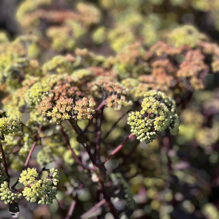 Sedum x 'Night Light' - Stonecrop from Pleasant Run Nursery