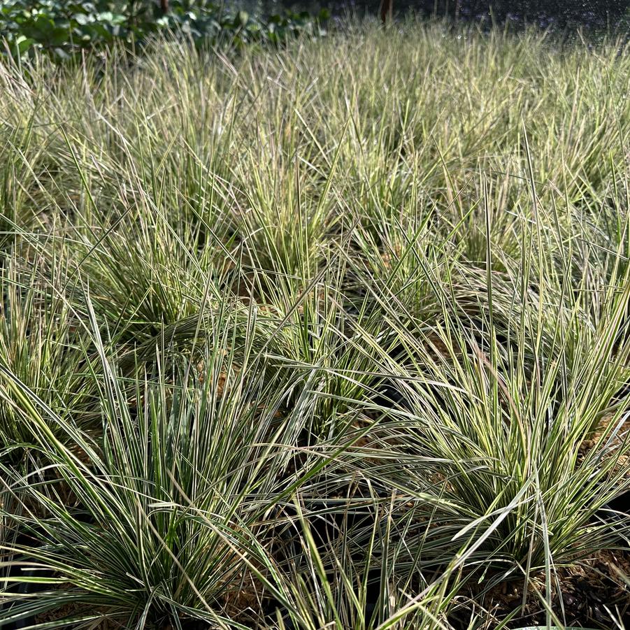 Deschampsia cespitosa 'Northern Lights' - Tussock Grass from Pleasant Run Nursery