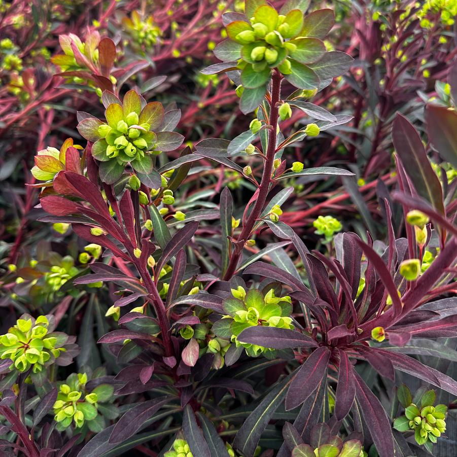 Euphorbia x 'Miner's Merlot' - Spurge from Pleasant Run Nursery