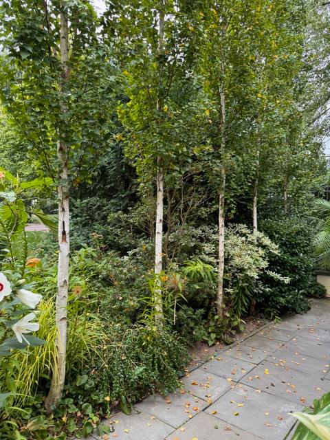 Betula platyphylla Parkland Pillar® - Chanticleer (Photo: Little Miracles Designs)